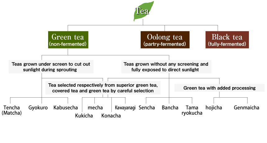 Kinds of Tea Illustration