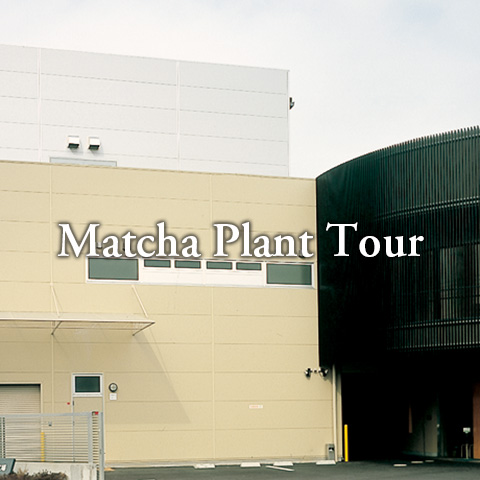 Matcha Plant Tour