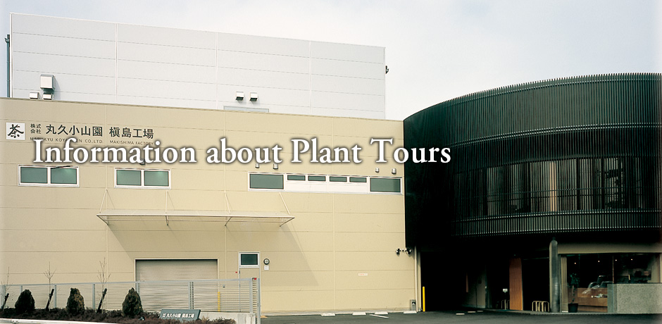 Matcha Plant Tour