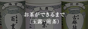 お茶ができるまで（玉露・煎茶）