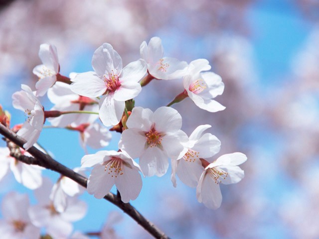 桜のイメージ画像