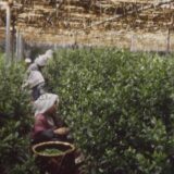 茶摘みをされる女性たちのことは「お茶摘みさん」と呼ばれています　（©株式会社丸久小山園）